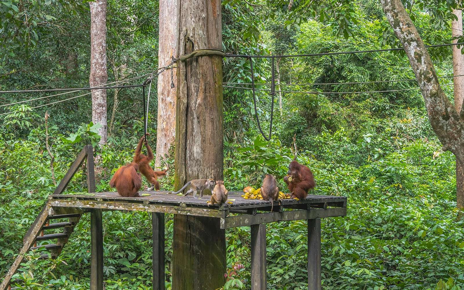 Borneo