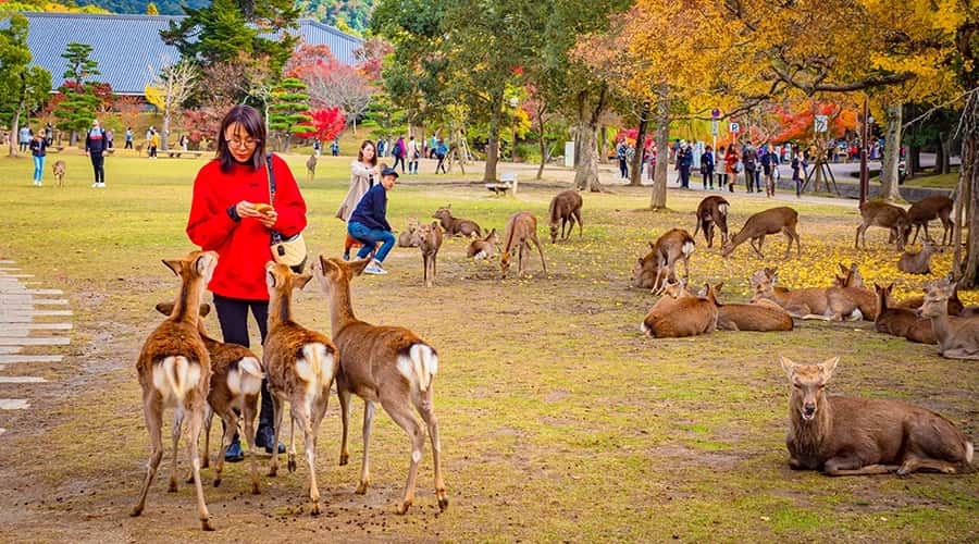 Japan Taiwan and South Korea