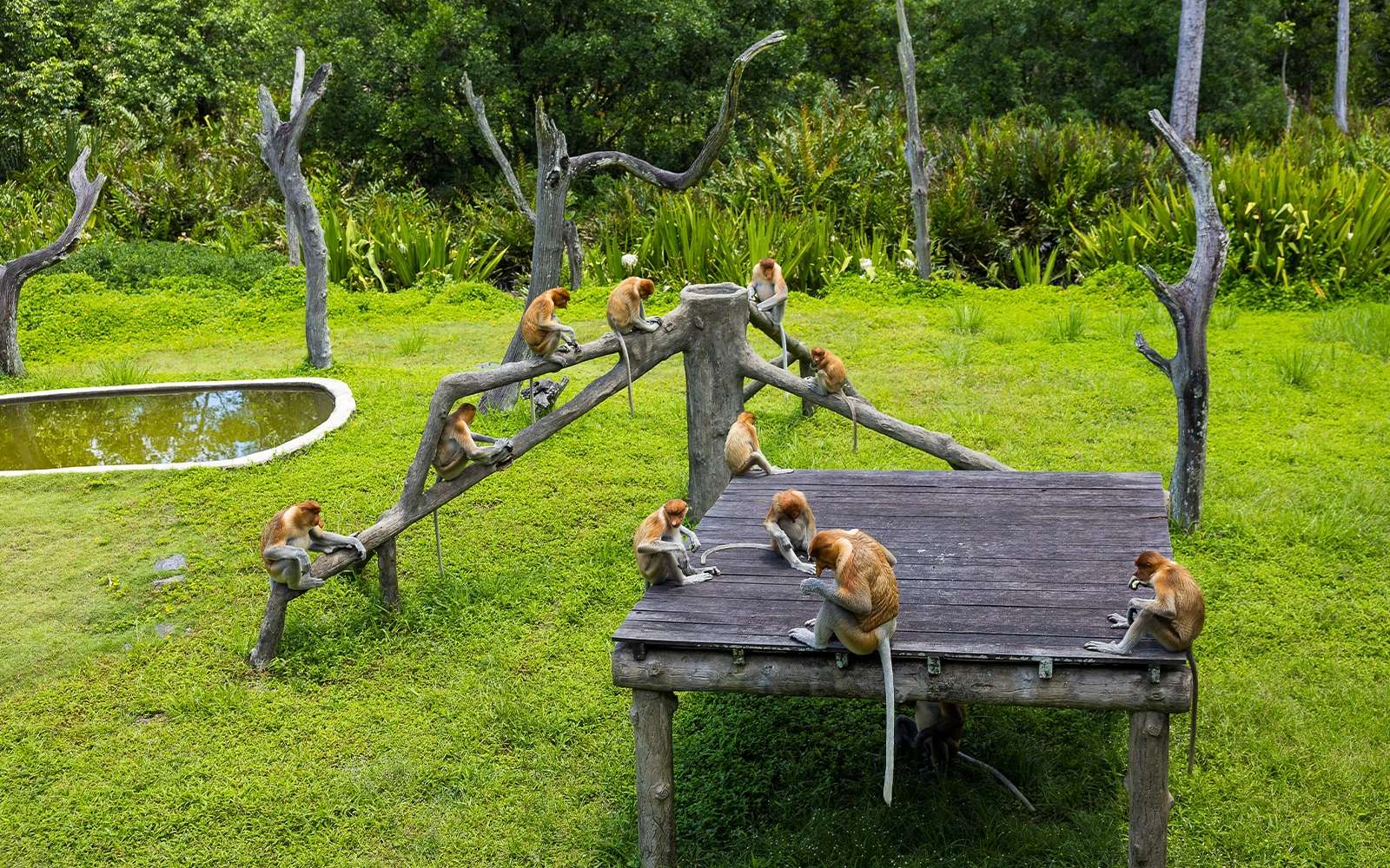 Borneo