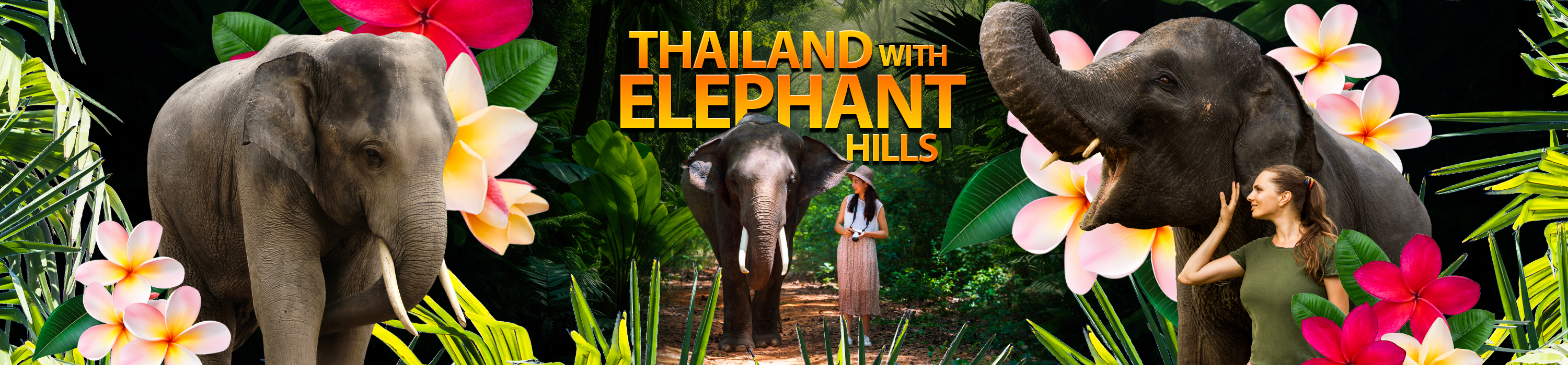 Beat the Asian Culture and Meet the Asian Elephants